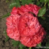 Mary Rose